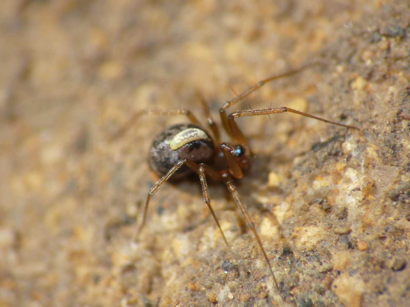 Ragnetto parassitato?
